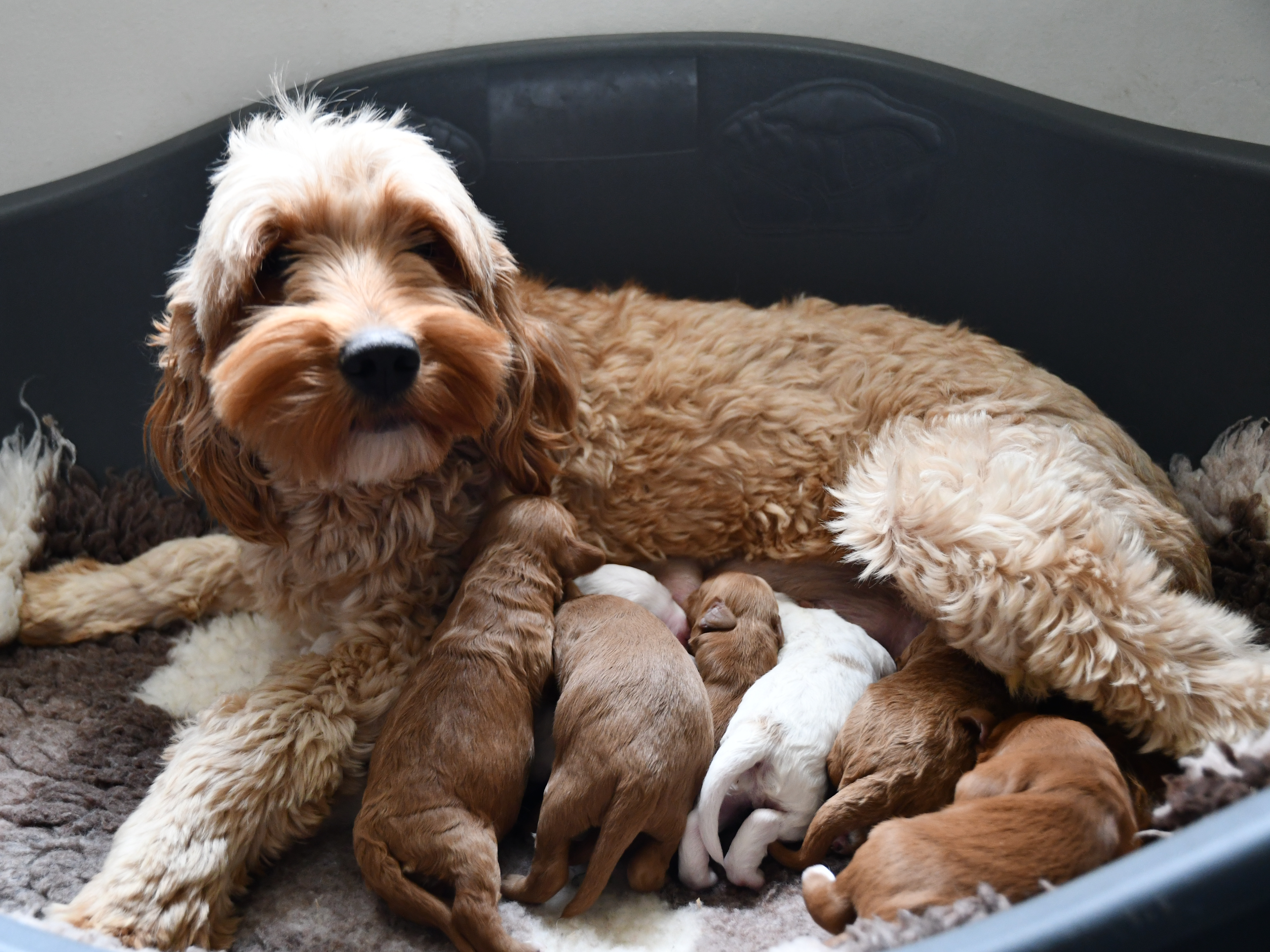 Australian Labradoodle