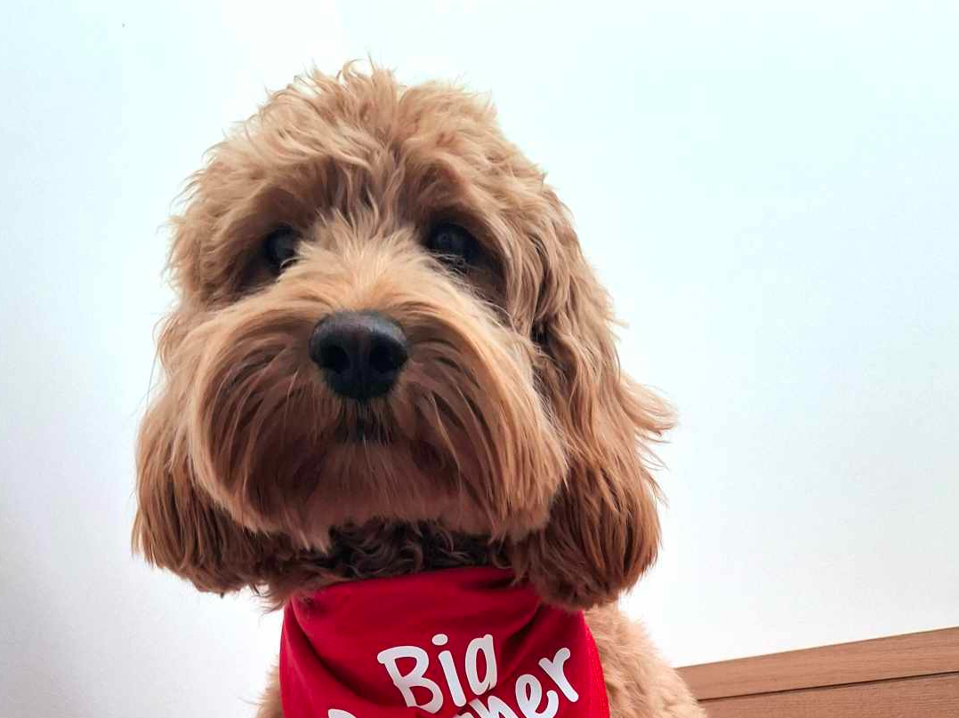 Cockapoo