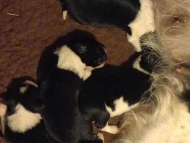 Border Collie