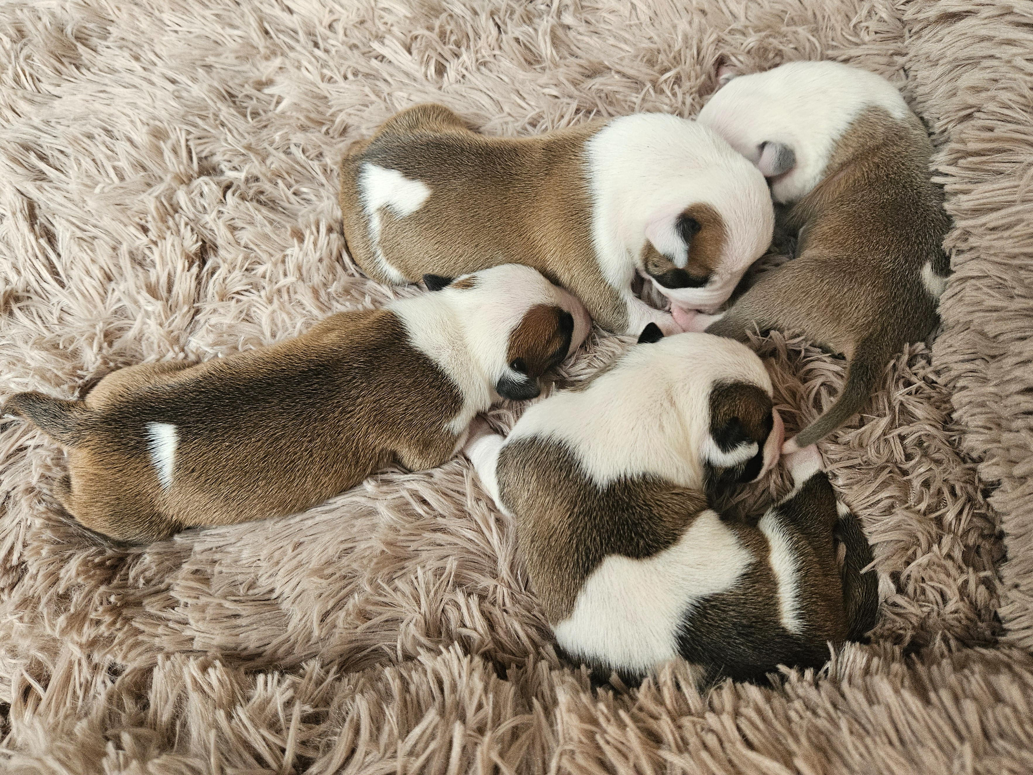 American Staffordshire Terrier