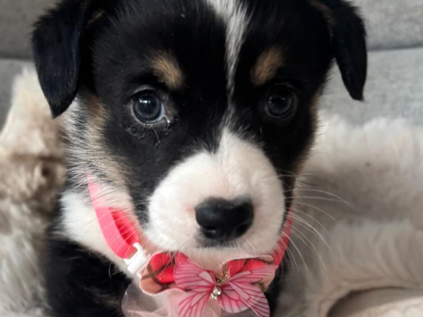 Welsh Corgi Cardigan