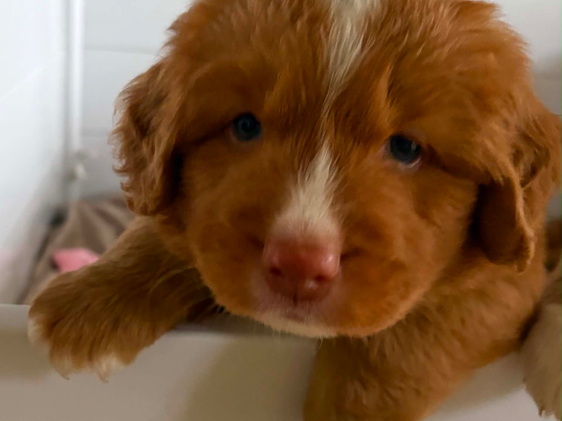 Nova Scotia Duck Tolling Retriever