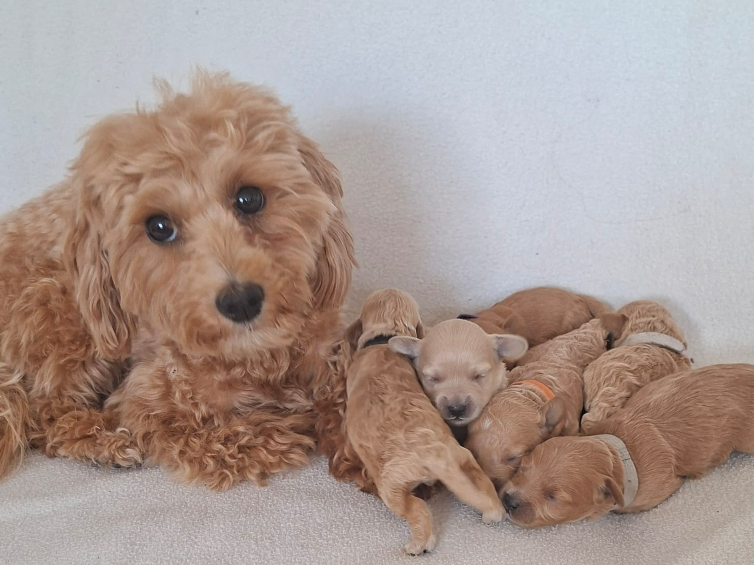 Maltipoo