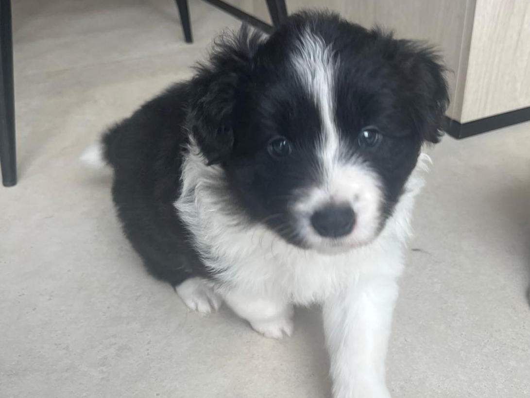 Border Collie