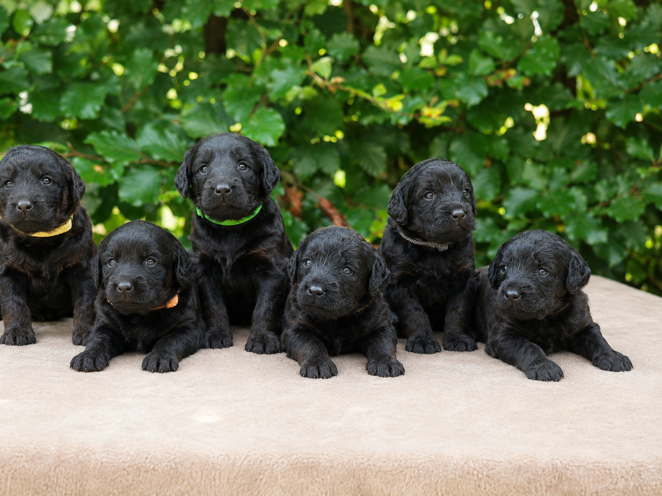 Labradoodle
