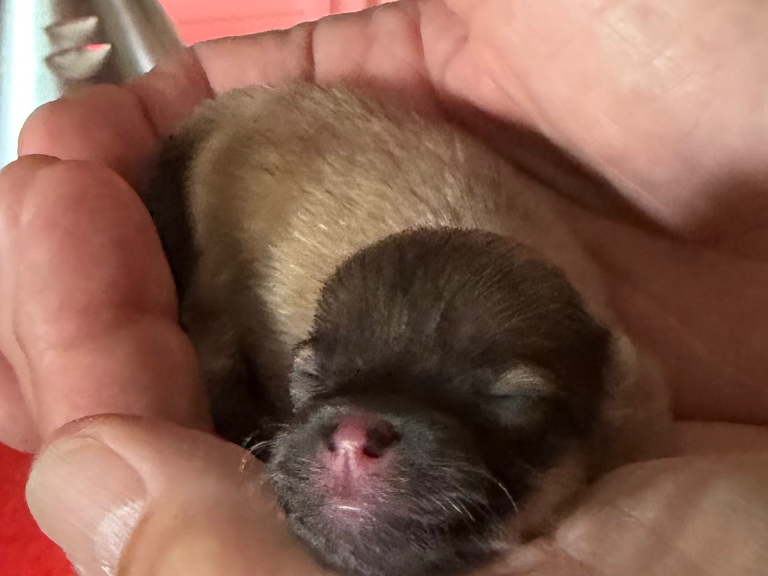 Kleine Keeshond