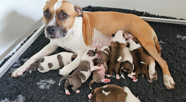 American Staffordshire Terrier