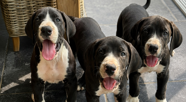 Duitse Dog