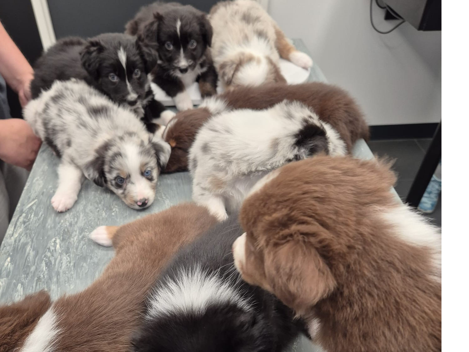 Australian Shepherd