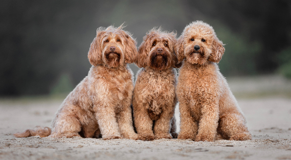 Australian Labradoodle