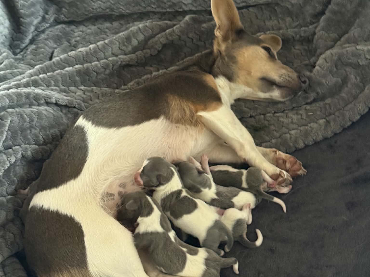 Jack Russell Terriër