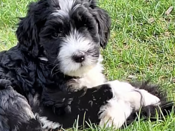 Bernedoodle