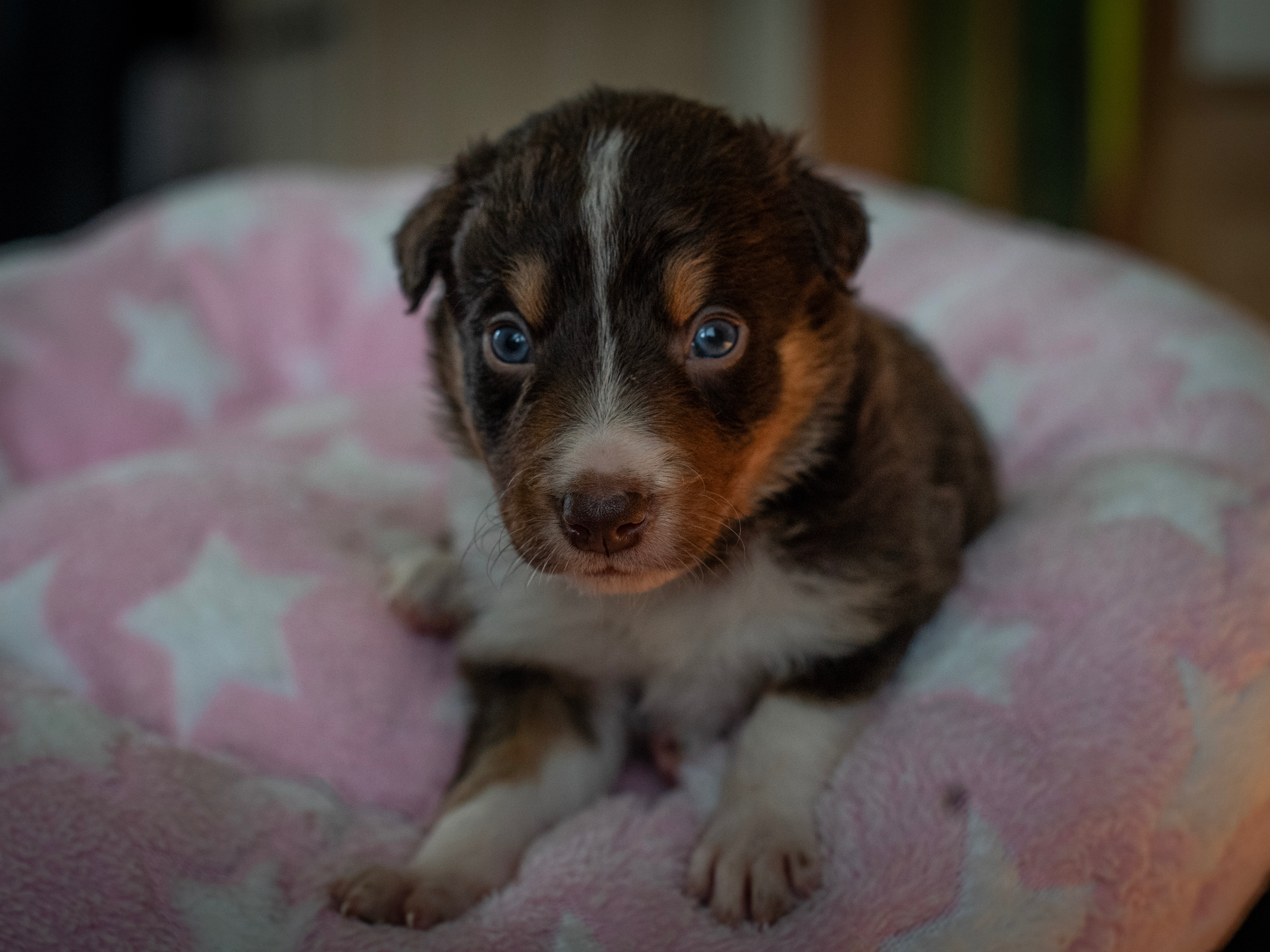 Border Collie