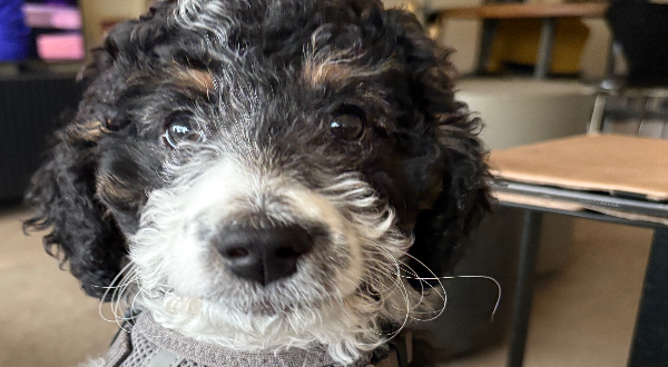 Bernedoodle