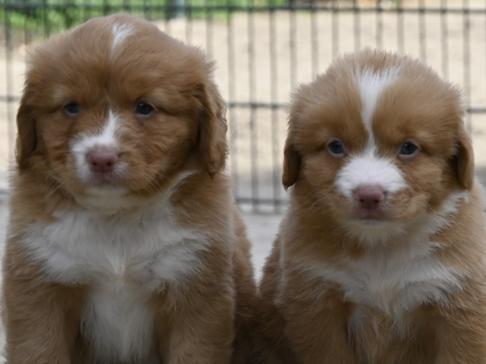 Nova Scotia Duck Tolling Retriever