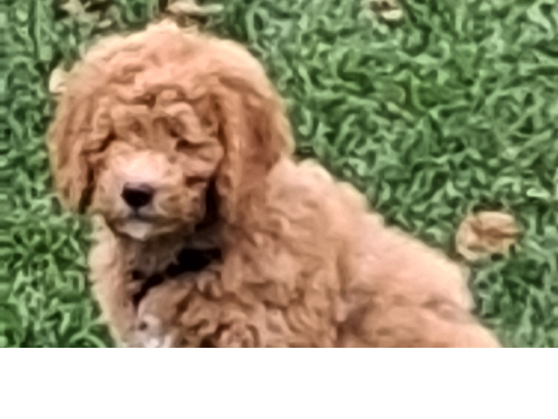 Labradoodle