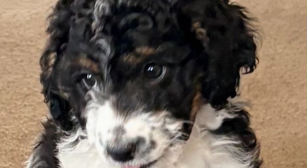 Bernedoodle