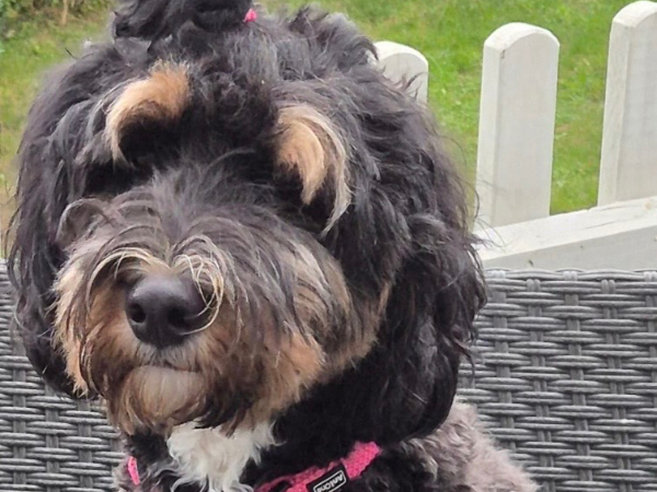 Bernedoodle