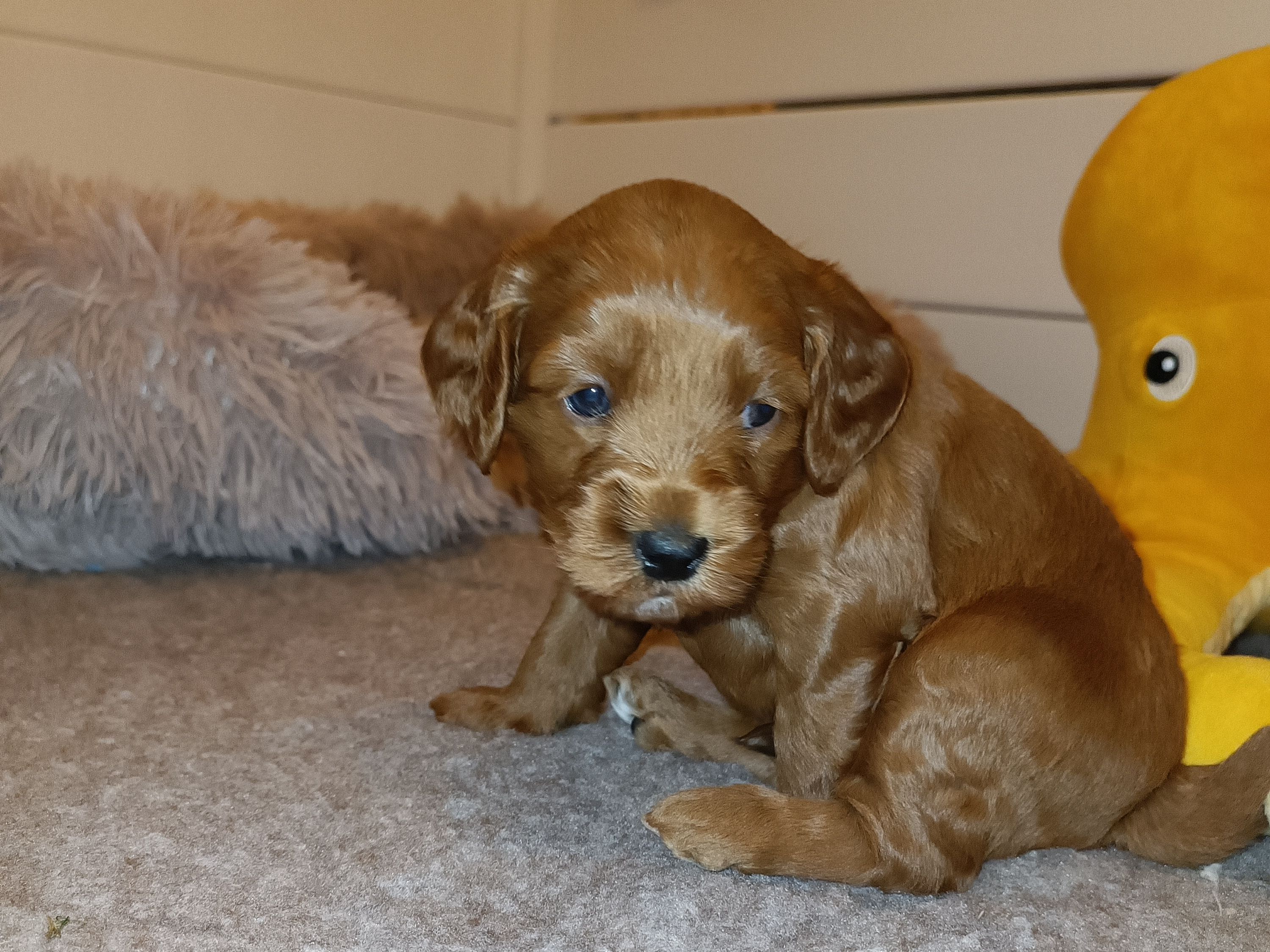 Labradoodle