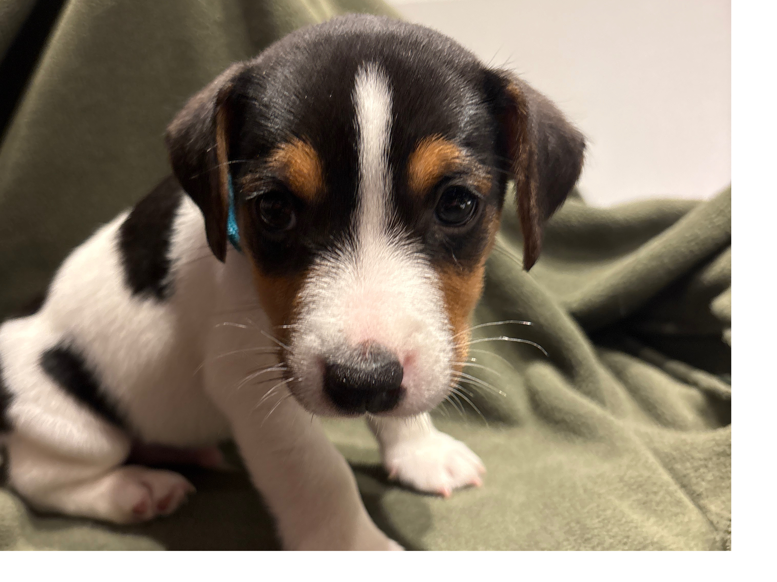 Jack Russell Terriër