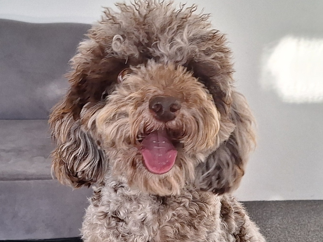 Cockapoo