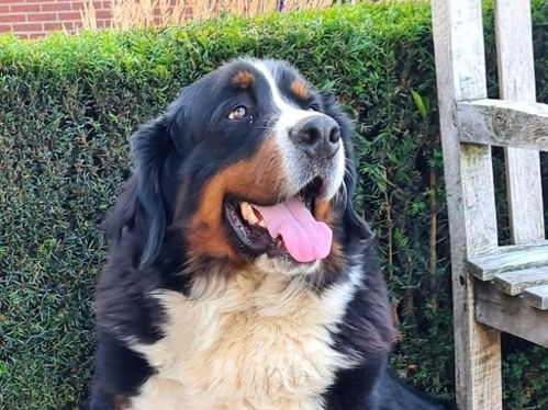 Berner Sennenhond