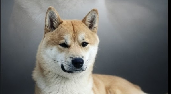 Shiba