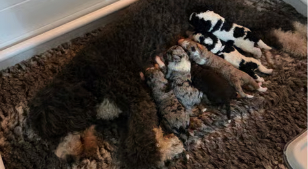 Bernedoodle