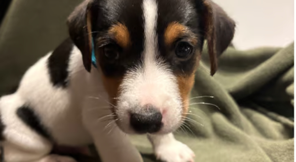 Jack Russell Terriër
