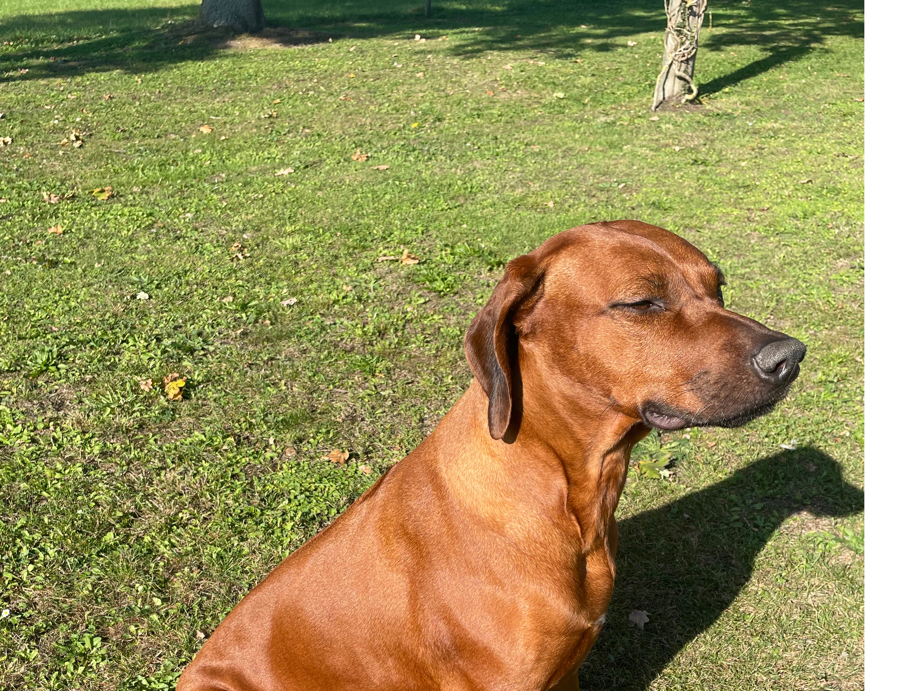 Rhodesian Ridgeback