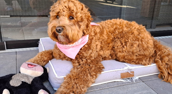 Labradoodle
