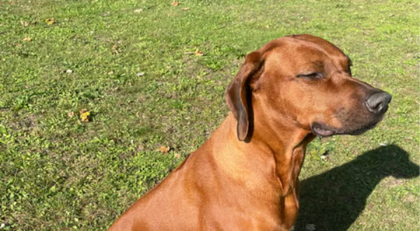 Rhodesian Ridgeback