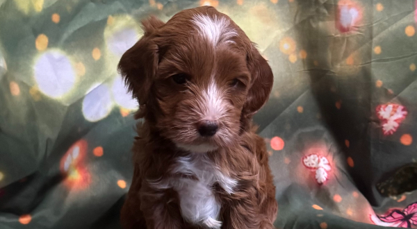Australian Labradoodle
