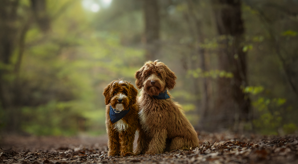 Australian Labradoodle