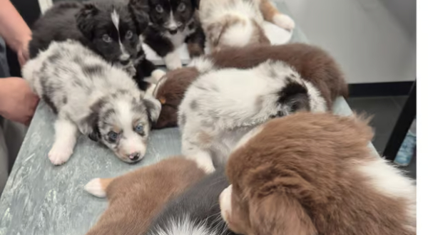 Australian Shepherd