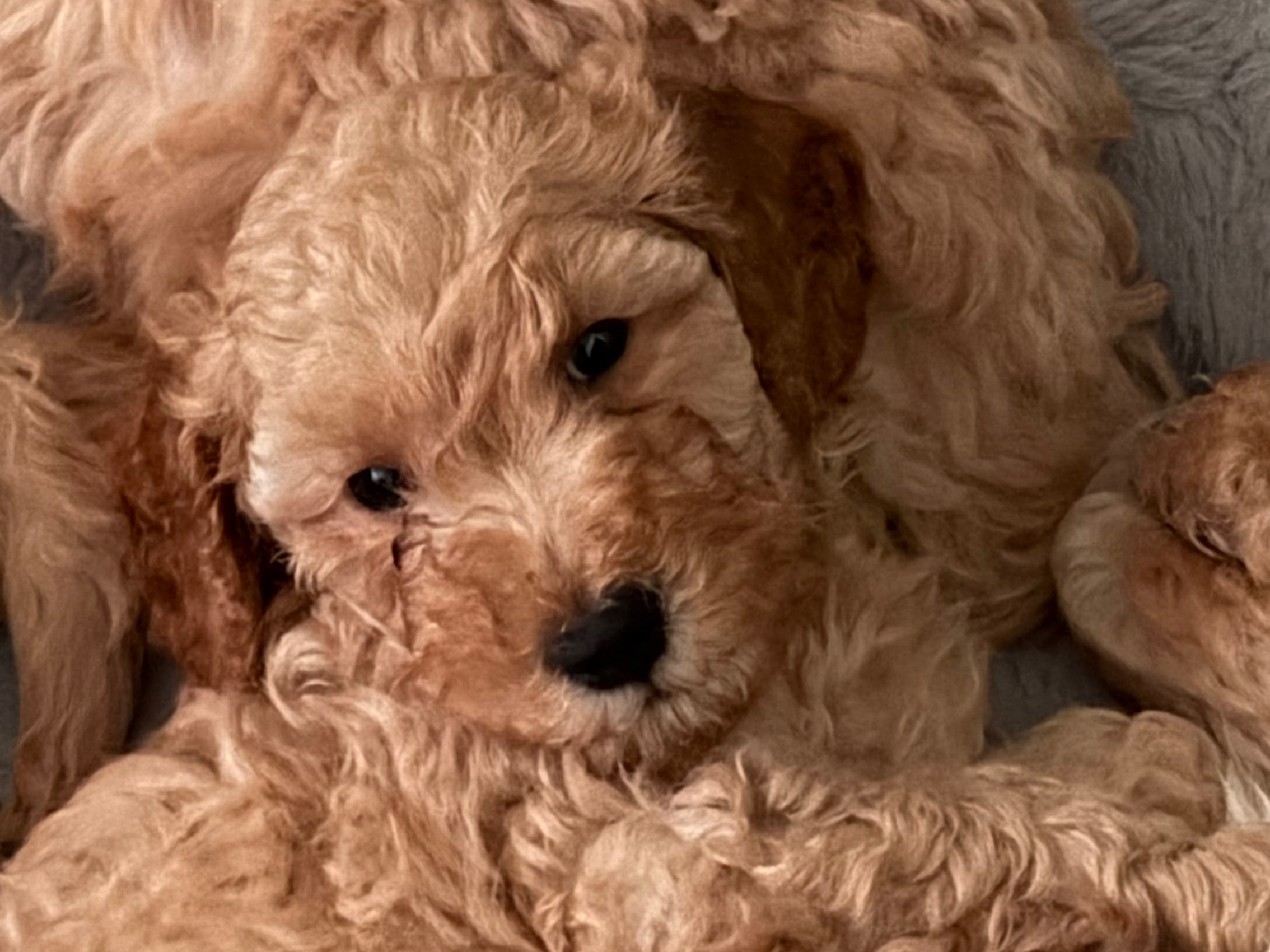 Labradoodle