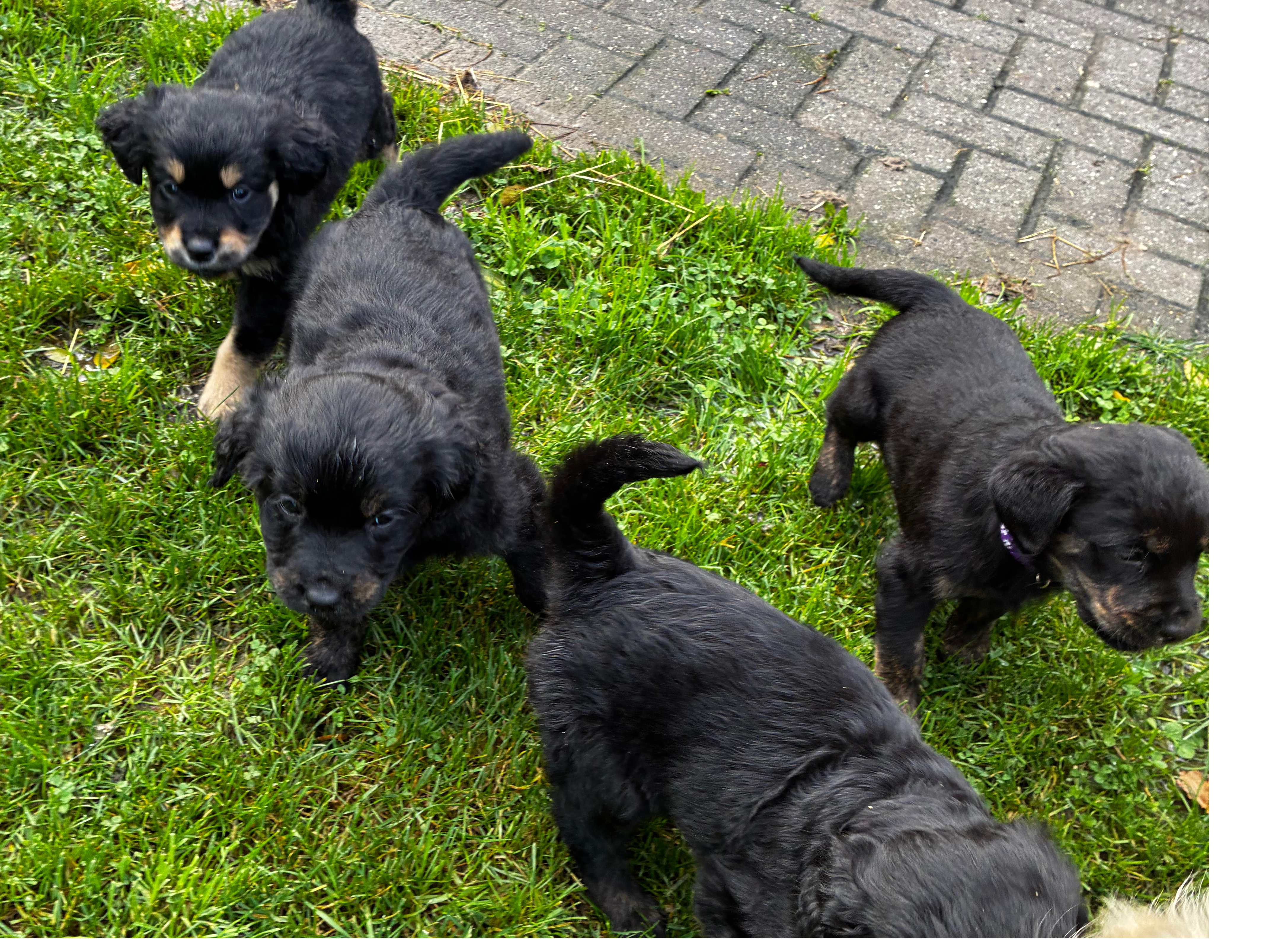 Rottweiler