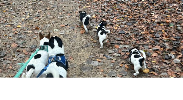Jack Russell Terriër