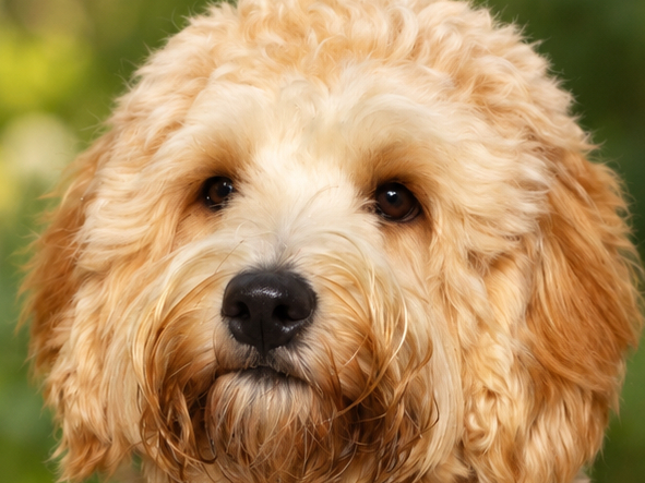 Australian Labradoodle