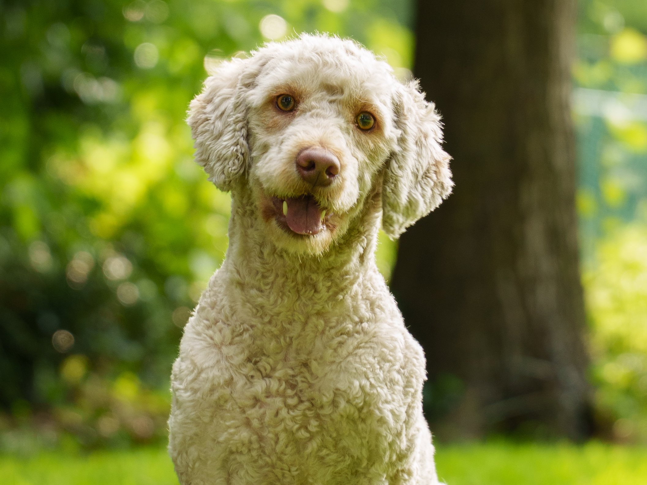 Labradoodle