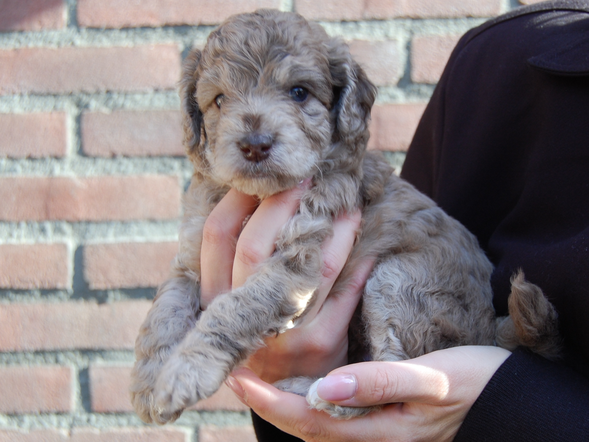 Labradoodle