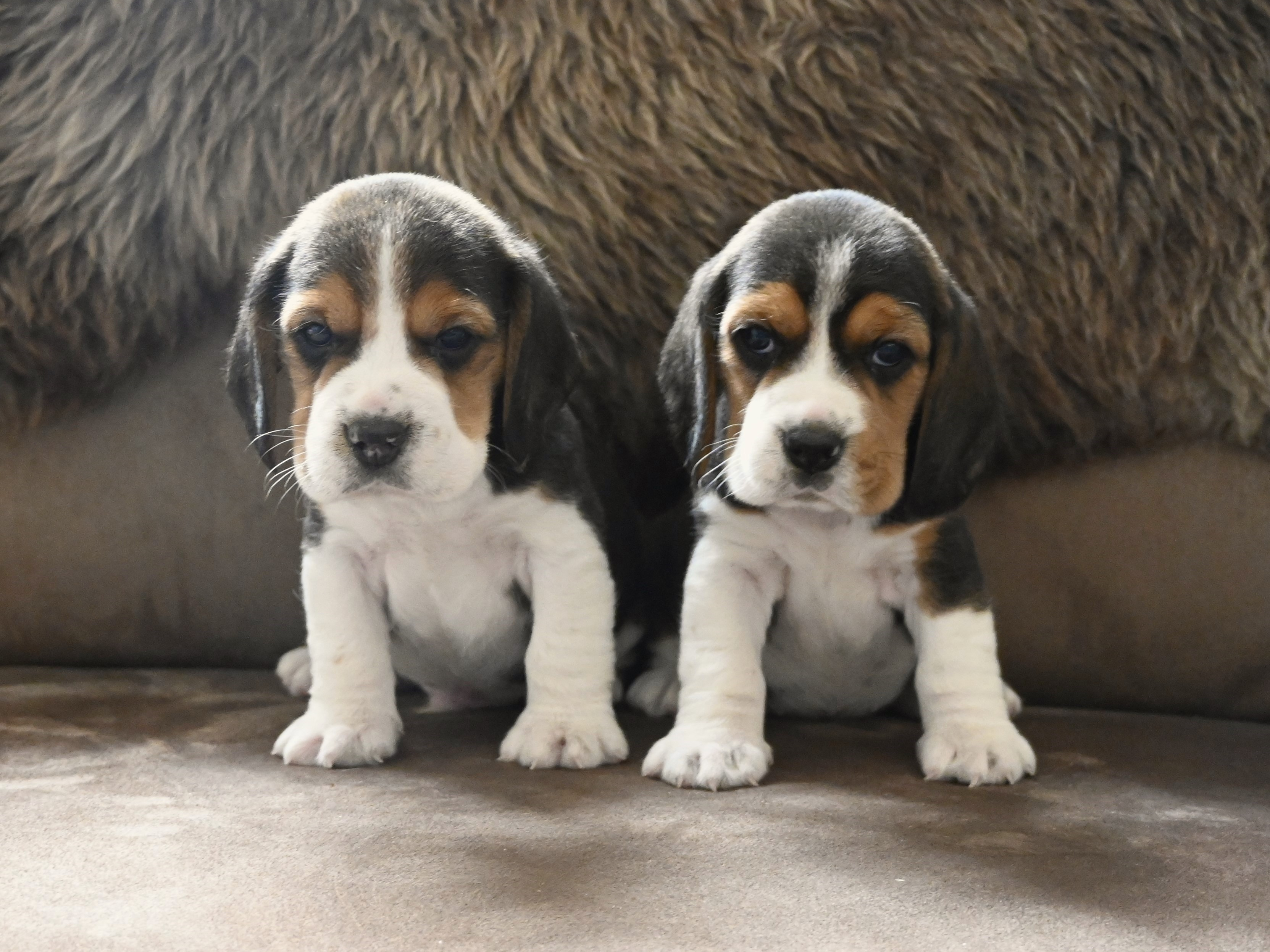 Beagle