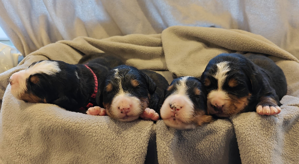 Berner Sennenhond
